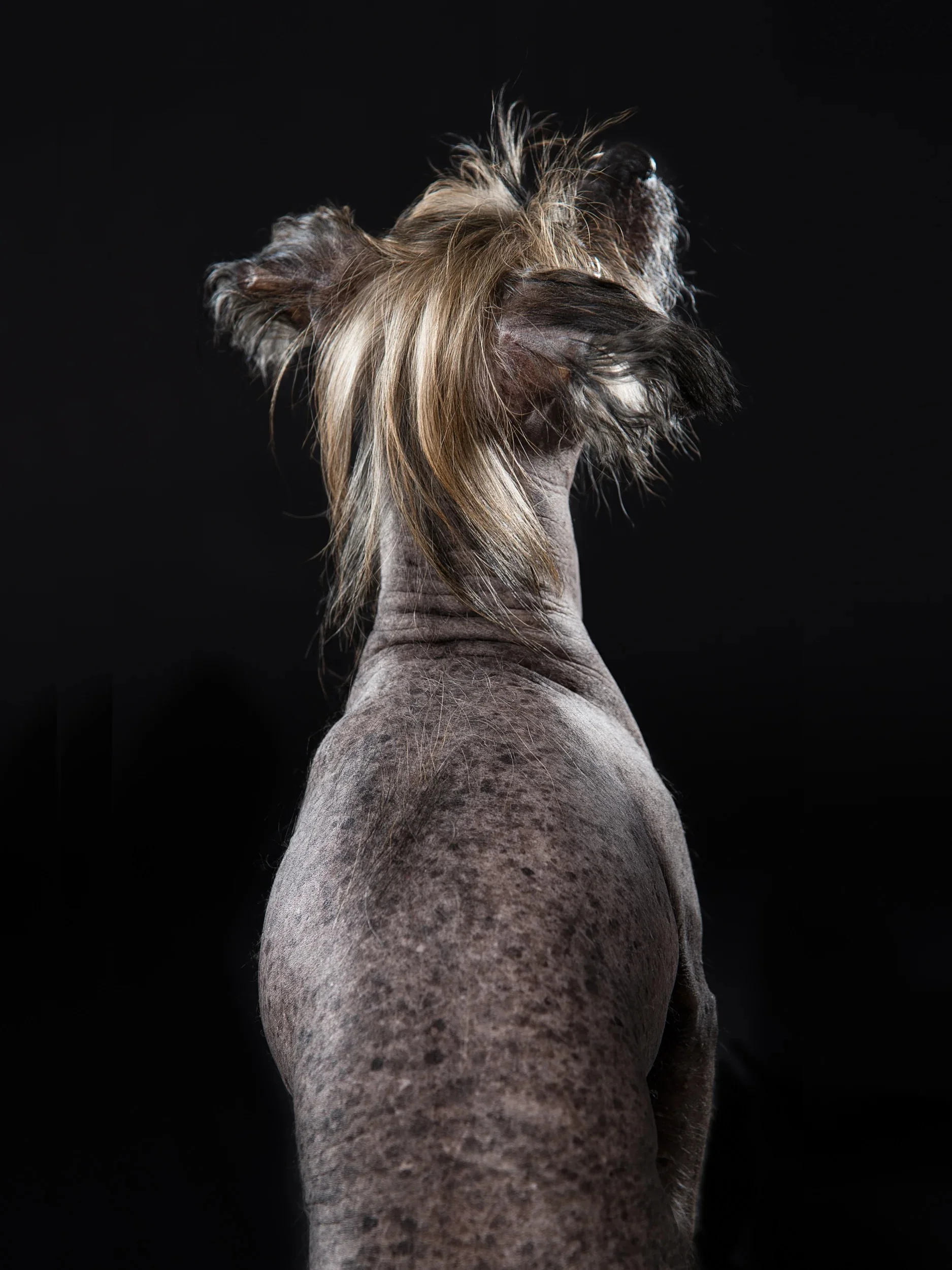 Rear view of a hairless dog's head showing textured skin and a mohawk strip of hair.
